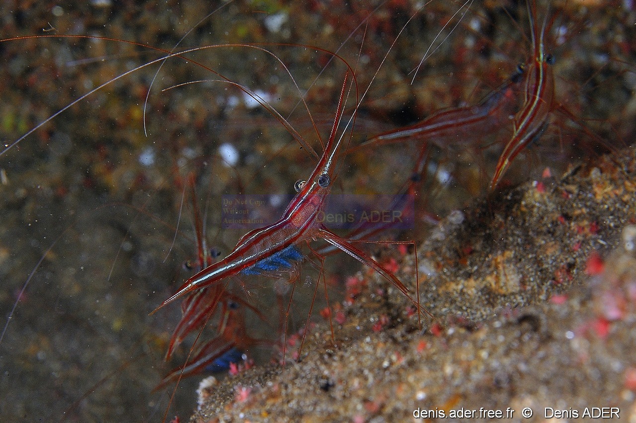 Plesionika narval Crevette narval ponte-Acores St Maria Blue cave-12m-20170821-Denis-ADER-DSC_9674_tn_tn.jpg